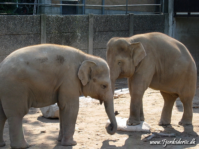 KBH zoo 190703 151.JPG